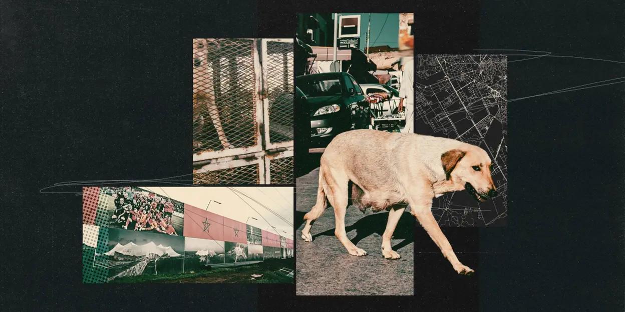 HTH-TA：为筹备2030年世界杯，摩洛哥正在全国范围内扑杀流浪狗